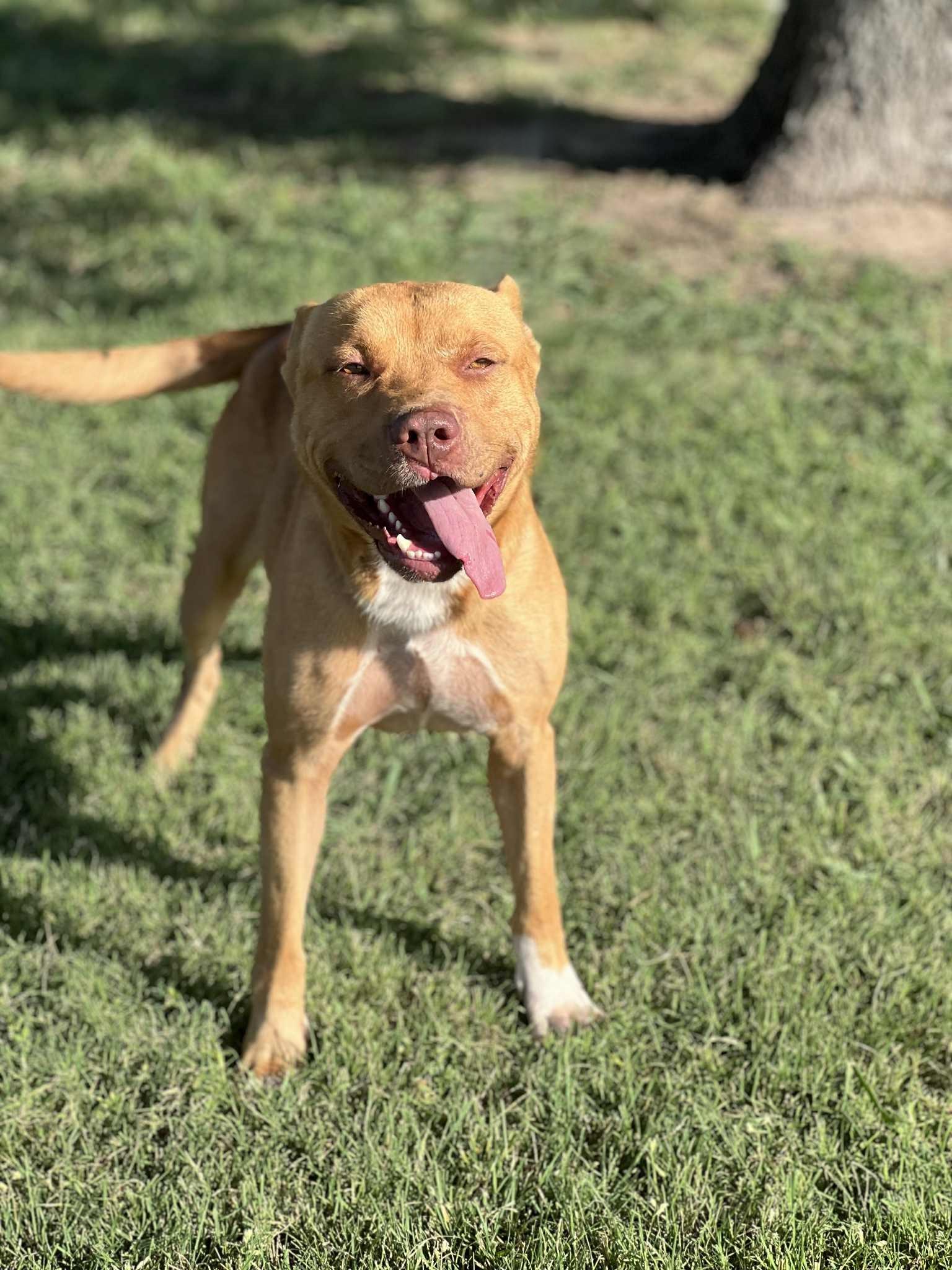 Enlarge Brown Gravy, a Adoptable mixed breed in Cleburne, TX image 4/4