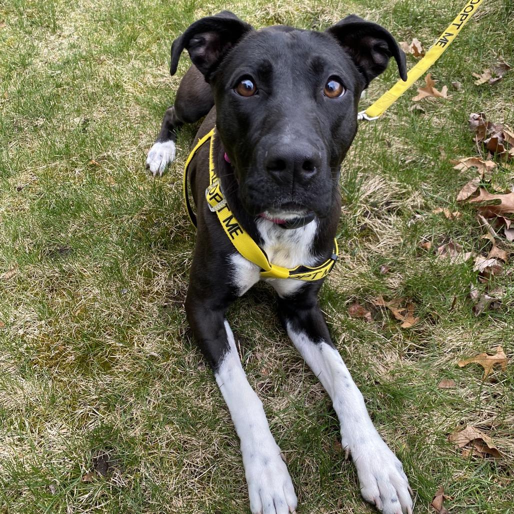 Matcha, Adoptable, Adult Female Mixed Breed.