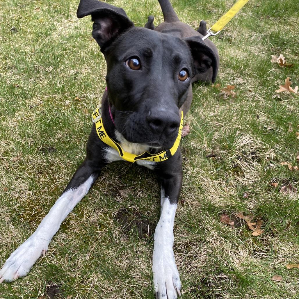 Enlarge Matcha, a Adoptable Mixed Breed in Spokane, WA image 2/6