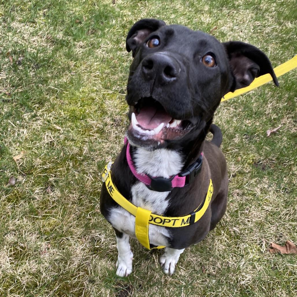 Enlarge Matcha, a Adoptable Mixed Breed in Spokane, WA image 3/6