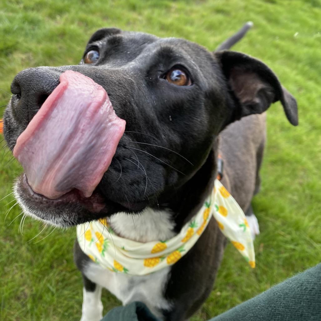 Enlarge Matcha, a Adoptable Mixed Breed in Spokane, WA image 4/6