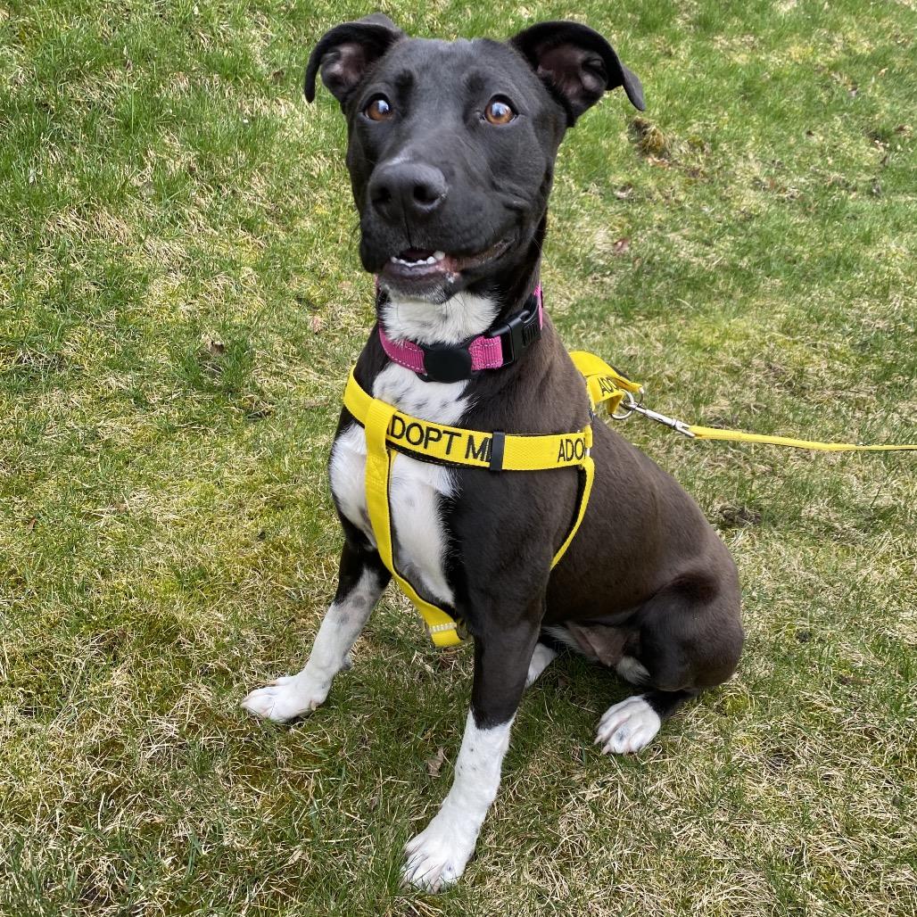Enlarge Matcha, a Adoptable Mixed Breed in Spokane, WA image 5/6