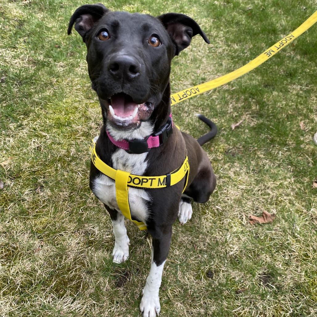 Enlarge Matcha, a Adoptable Mixed Breed in Spokane, WA image 6/6