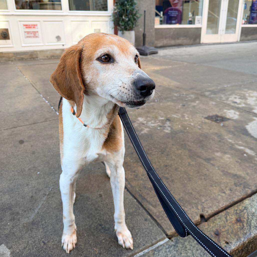 Loki — thumbnail 3