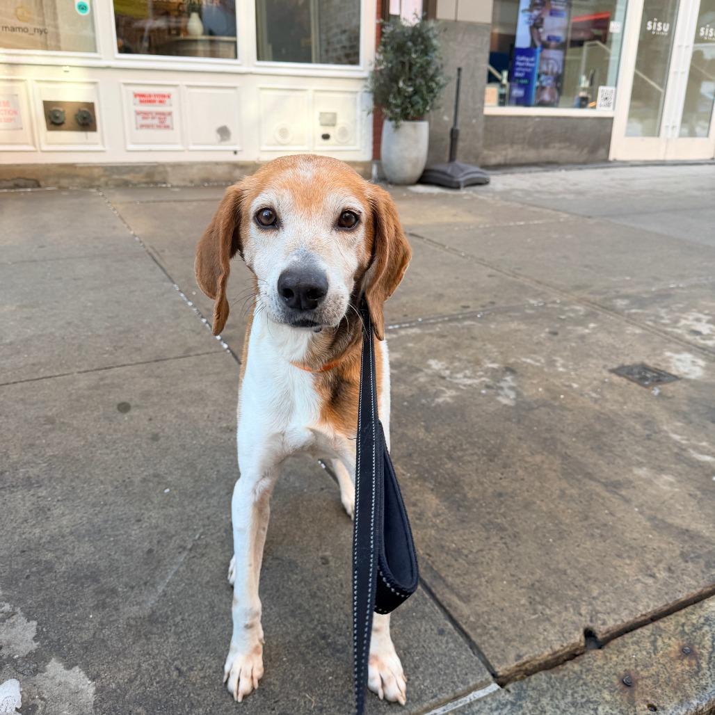 Loki — thumbnail 4