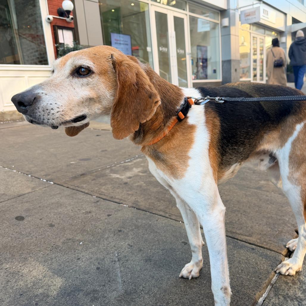 Loki — thumbnail 5