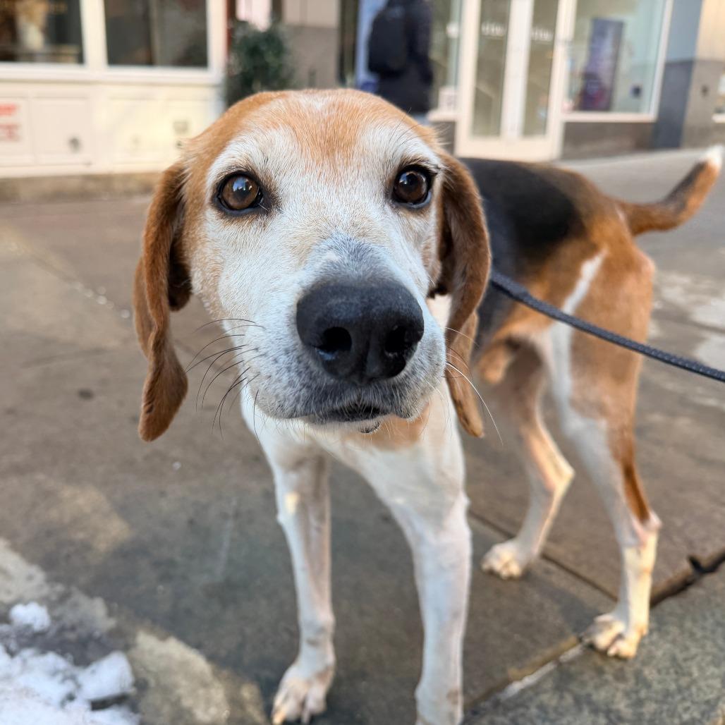 Loki — thumbnail 6