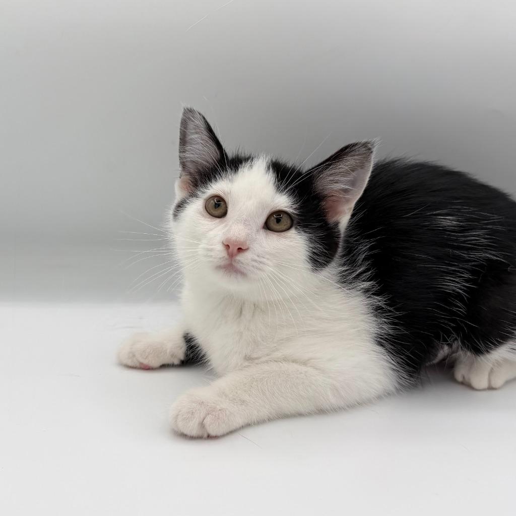 Enlarge Domino Derval, a Adoptable Domestic Short Hair in State College, PA image 1/2