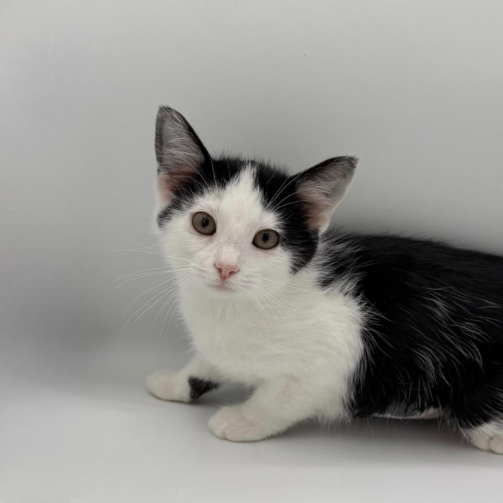 Enlarge Domino Derval, a Adoptable Domestic Short Hair in State College, PA image 2/2