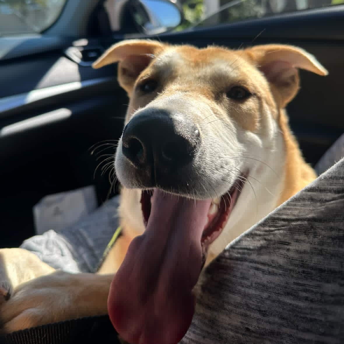 Fabi!, a Adoptable Shepherd in Portland, OR image 3/4