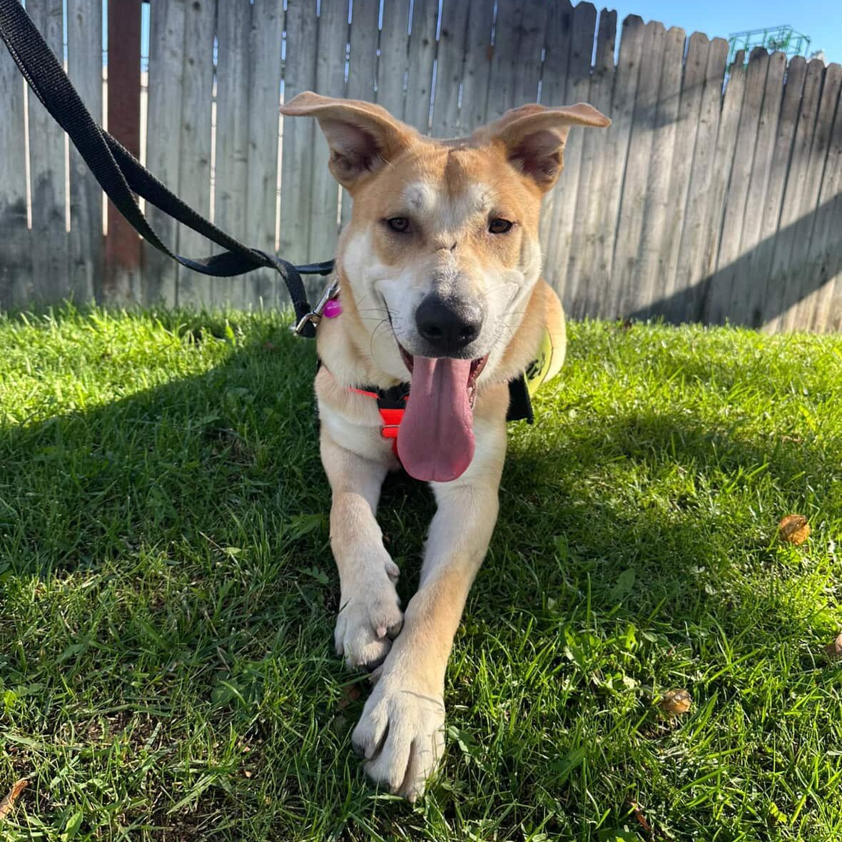 Fabi!, a Adoptable Shepherd in Portland, OR image 2/4