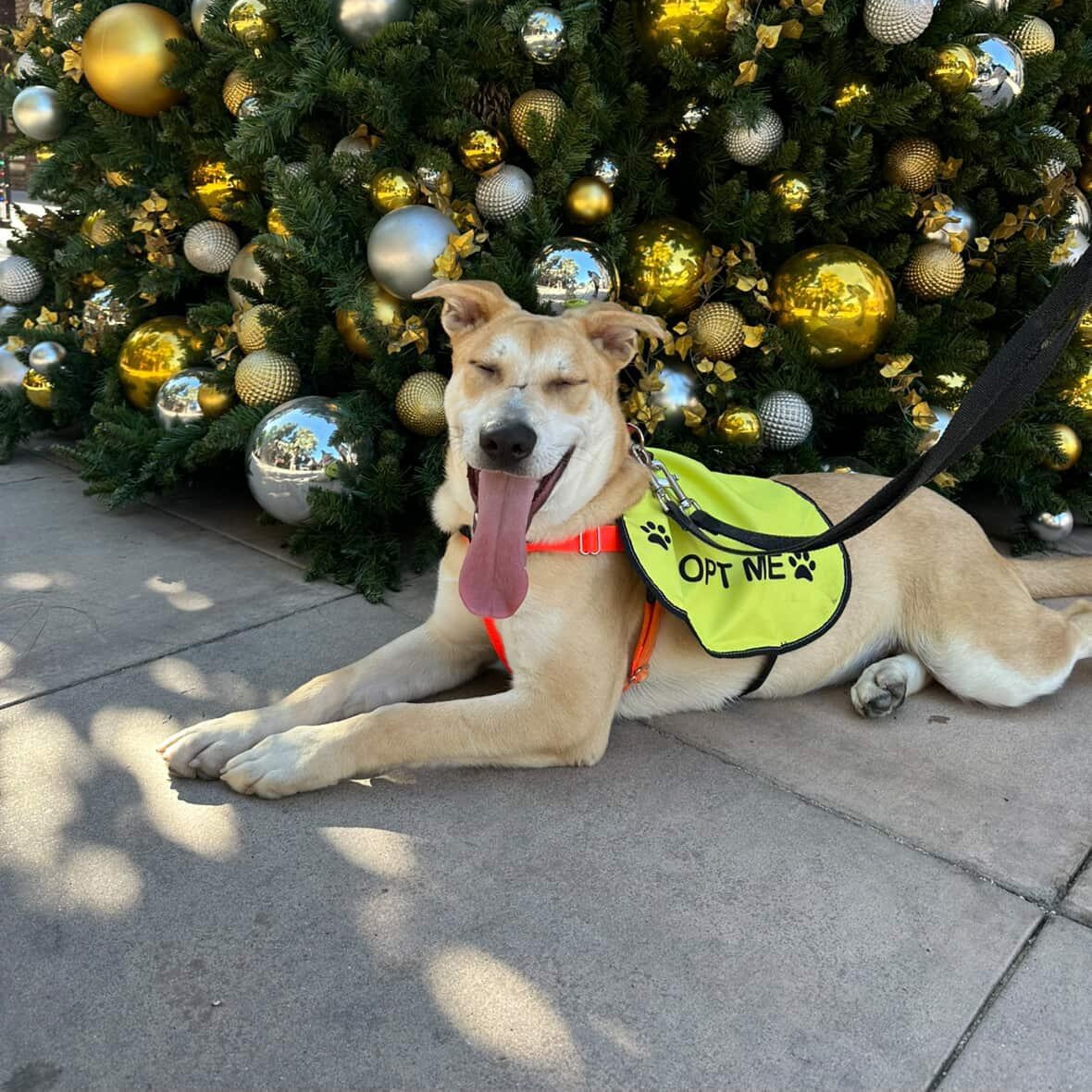 Fabi!, a Adoptable Shepherd in Portland, OR image 1/4