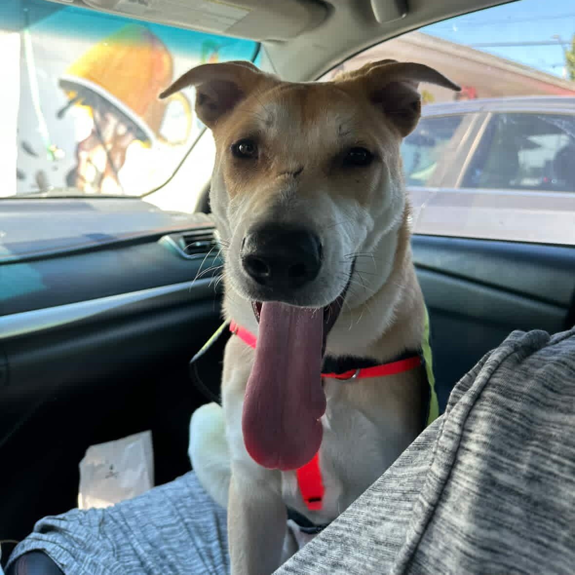 Fabi!, a Adoptable Shepherd in Portland, OR image 4/4