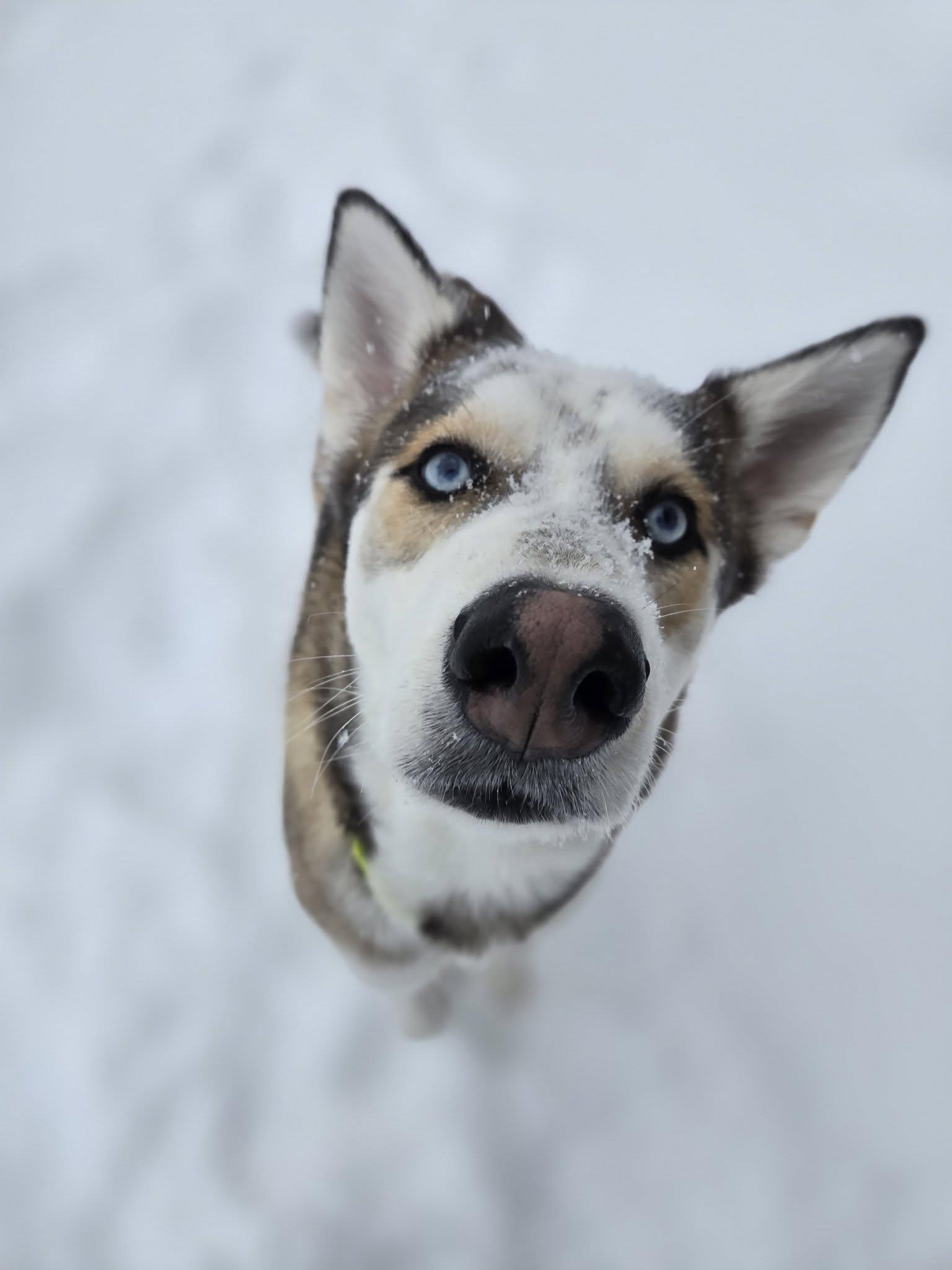 Enlarge Buddy Holly, a ADOPTABLE mixed breed in Wahnapitae, ON image 2/3