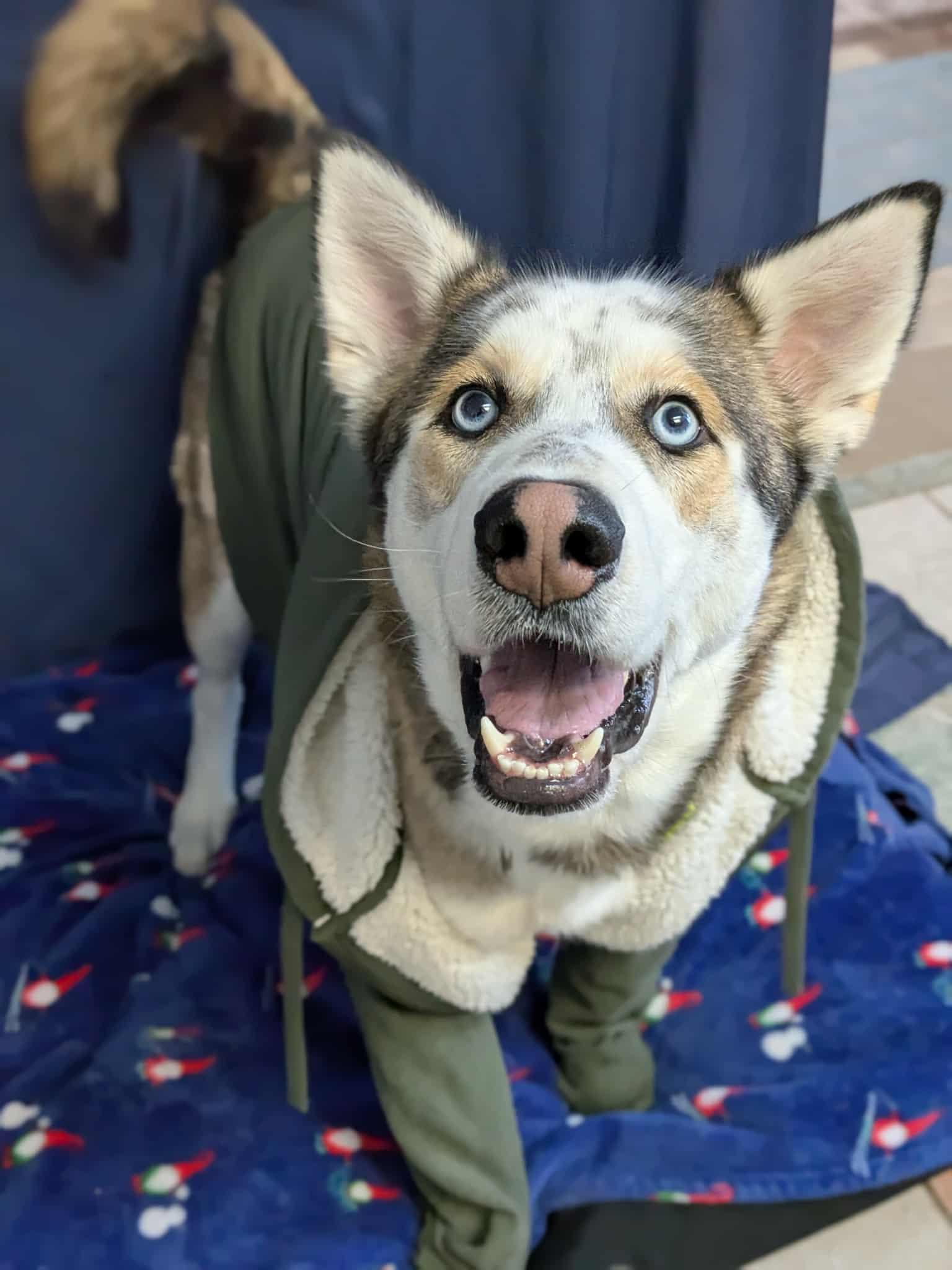 Buddy Holly, ADOPTABLE, Adult Male Husky.