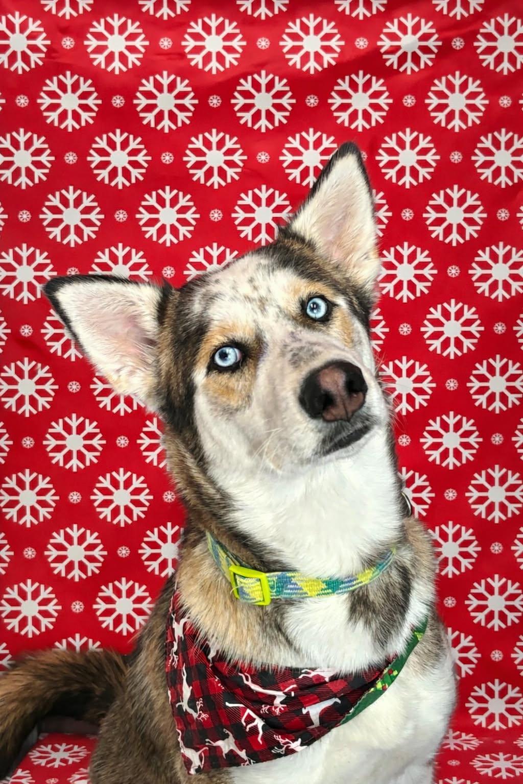 Enlarge Buddy Holly, a ADOPTABLE mixed breed in Wahnapitae, ON image 3/3