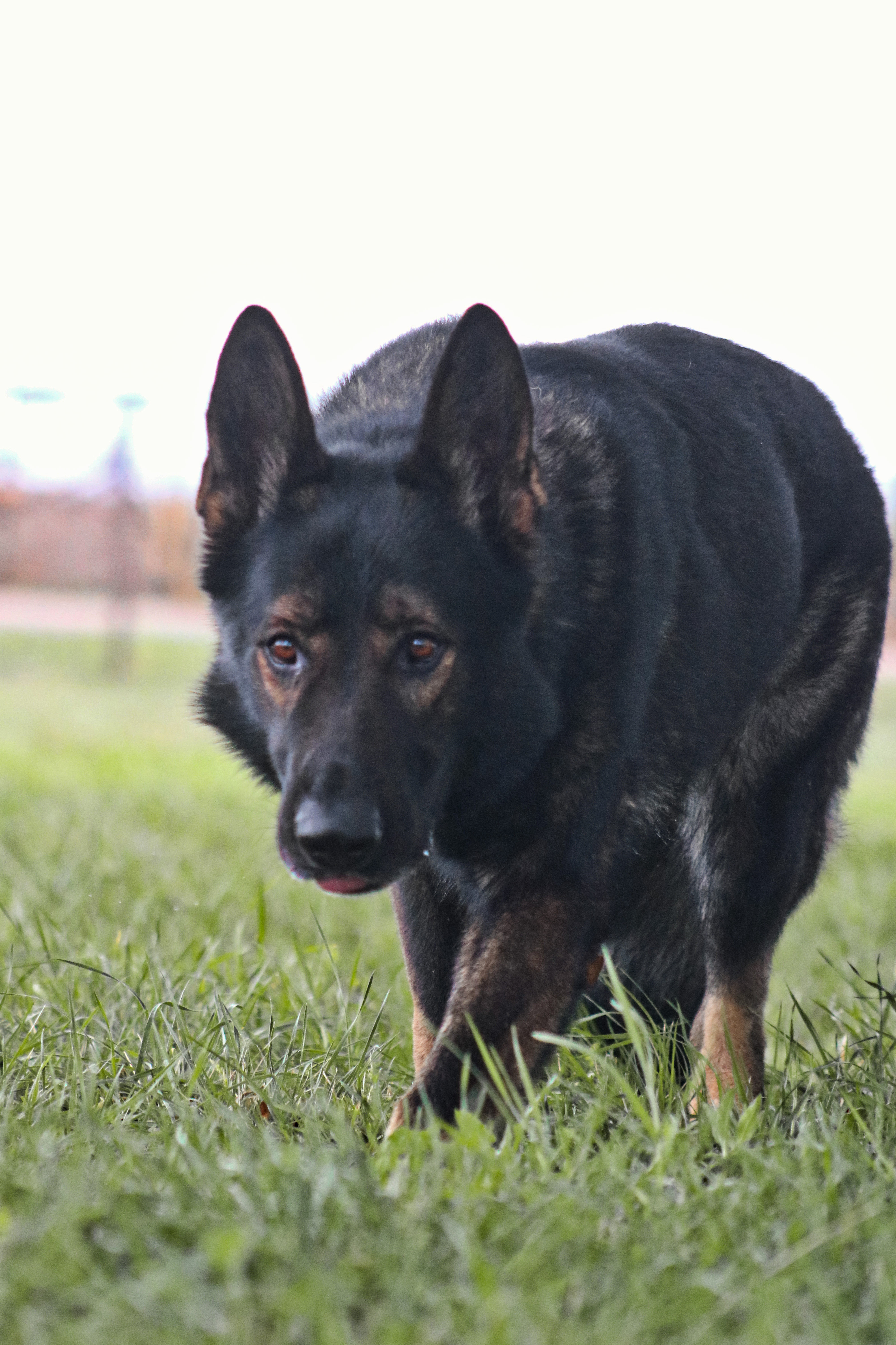 Enlarge Hondo, a Adoptable German Shepherd Dog in Gatesville, TX image 1/2