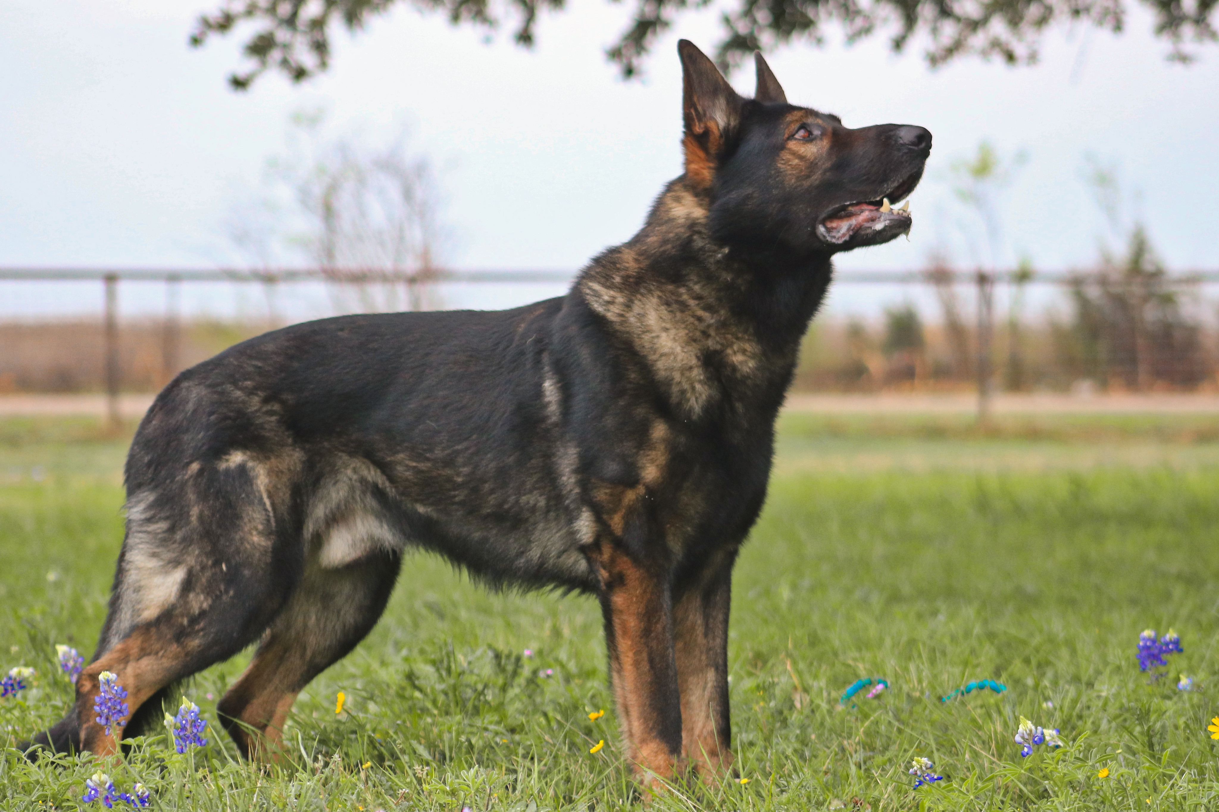 Enlarge Hondo, a Adoptable German Shepherd Dog in Gatesville, TX image 2/2