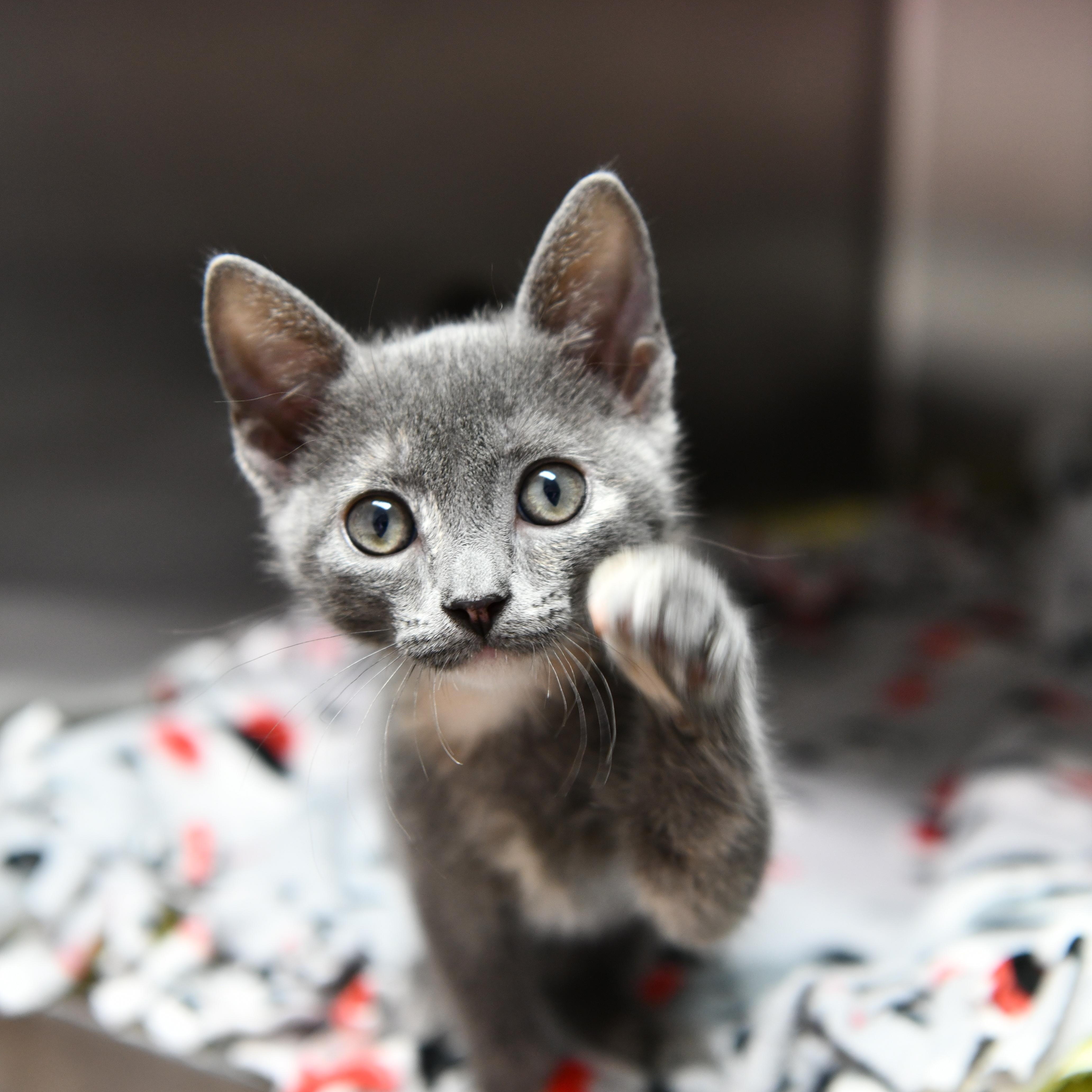 Winter, ADOPTABLE, Kitten Female Domestic Short Hair.