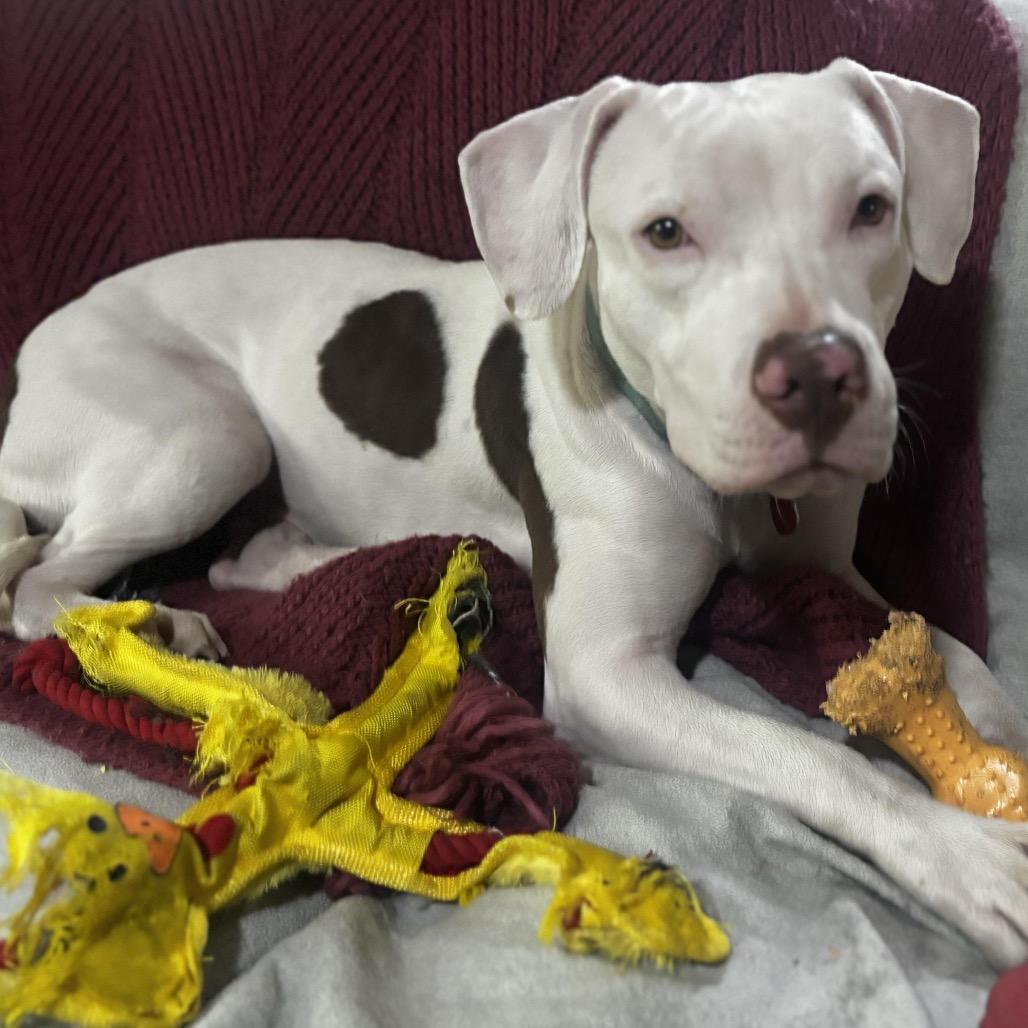 Reba (Reduced Rover)