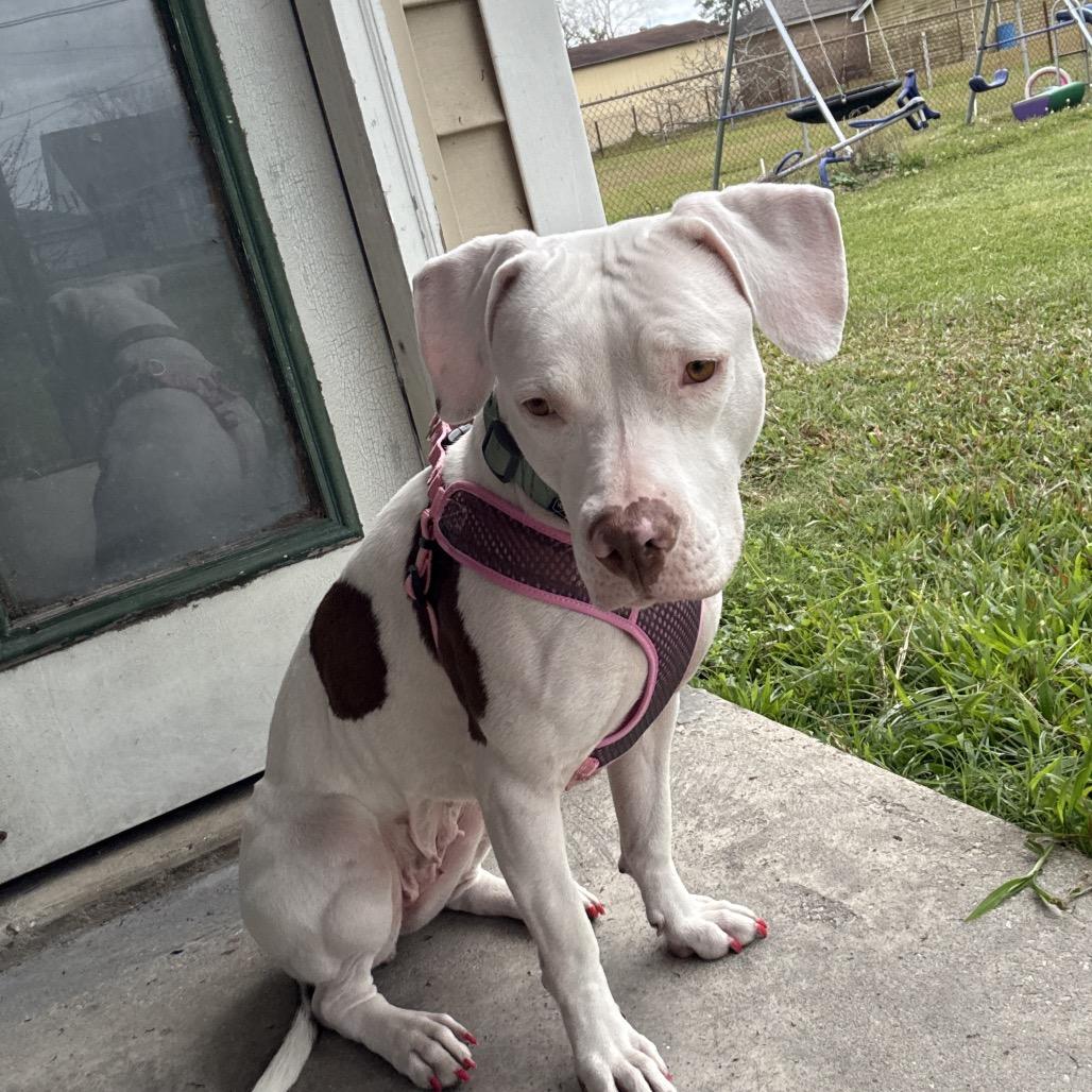 Reba (Reduced Rover) — thumbnail 2