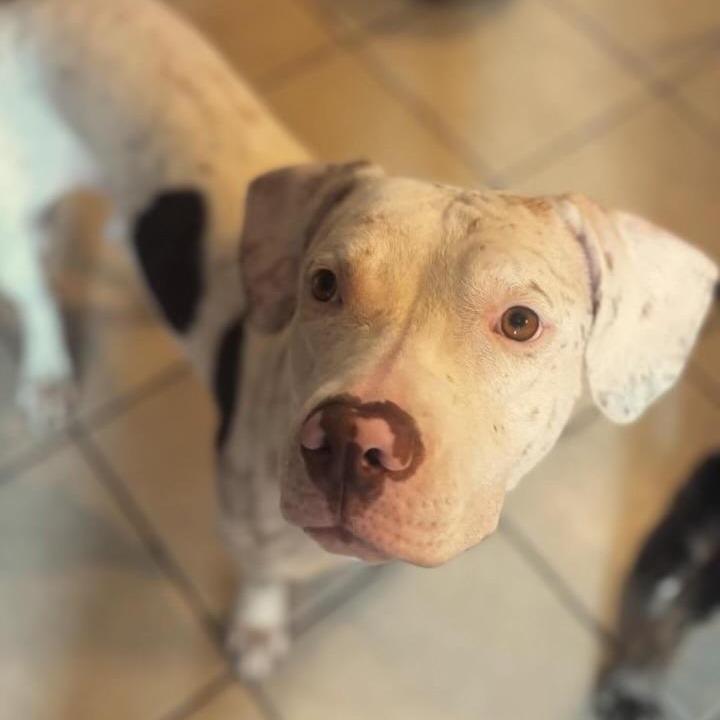 Reba (Reduced Rover) — thumbnail 3