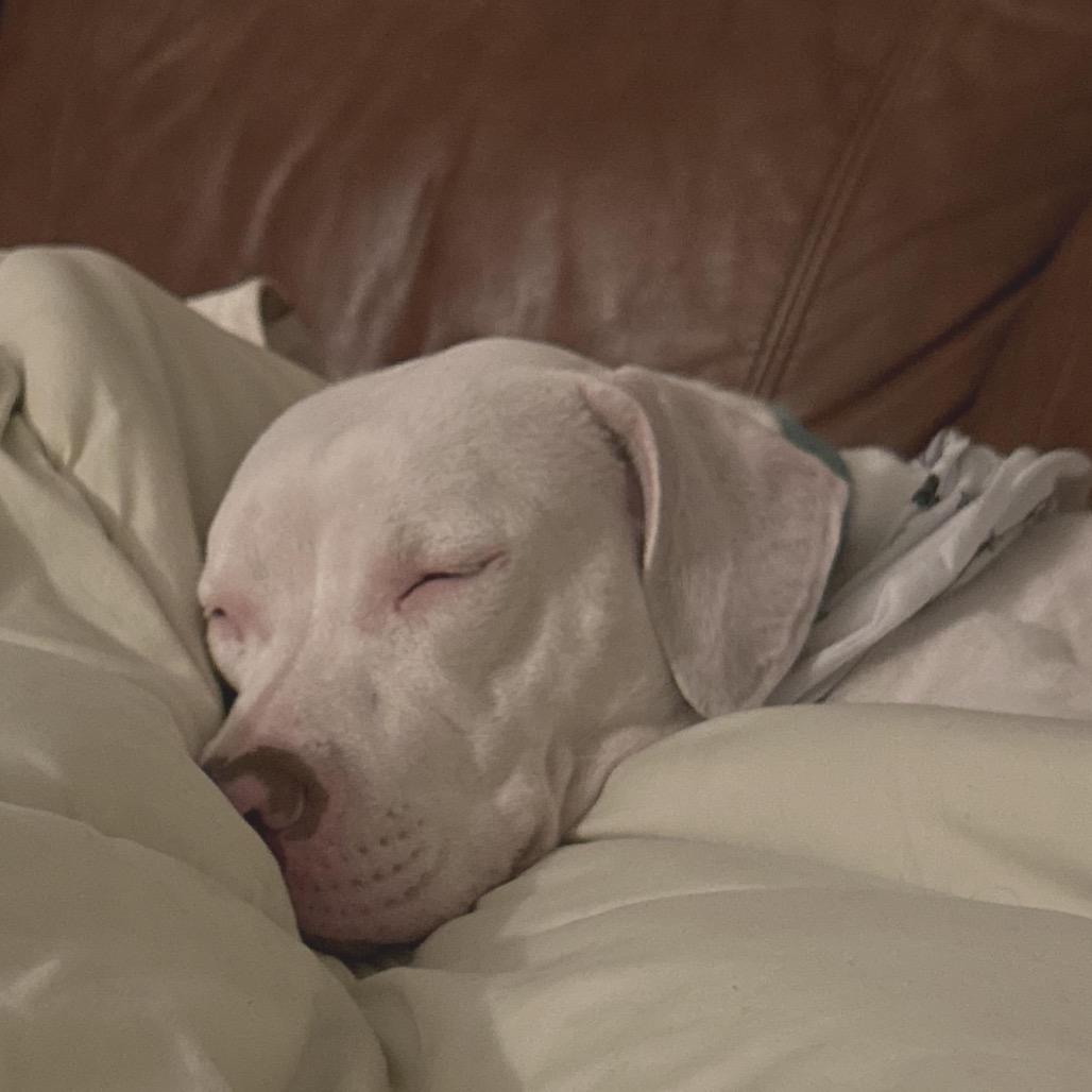 Reba (Reduced Rover) — thumbnail 5