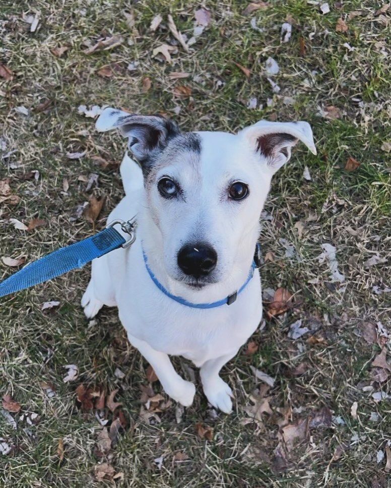 Skippy