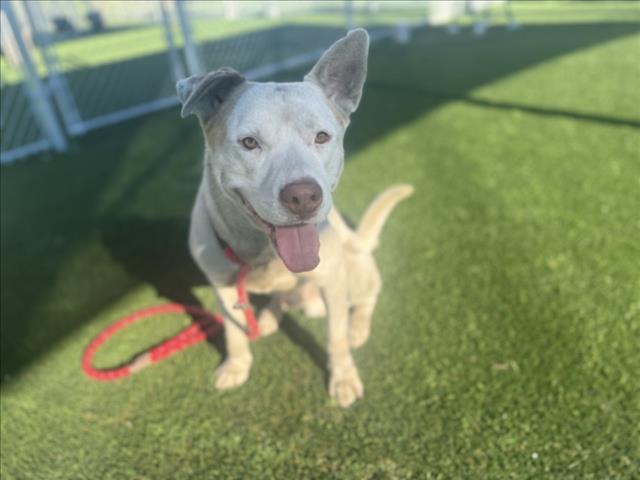 Enlarge FLOPPY, a Adoptable Mixed Breed in Los Angeles, CA image 1/1