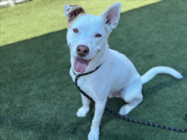 Enlarge FLOPPY, a Adoptable Mixed Breed in Los Angeles, CA image 1/1