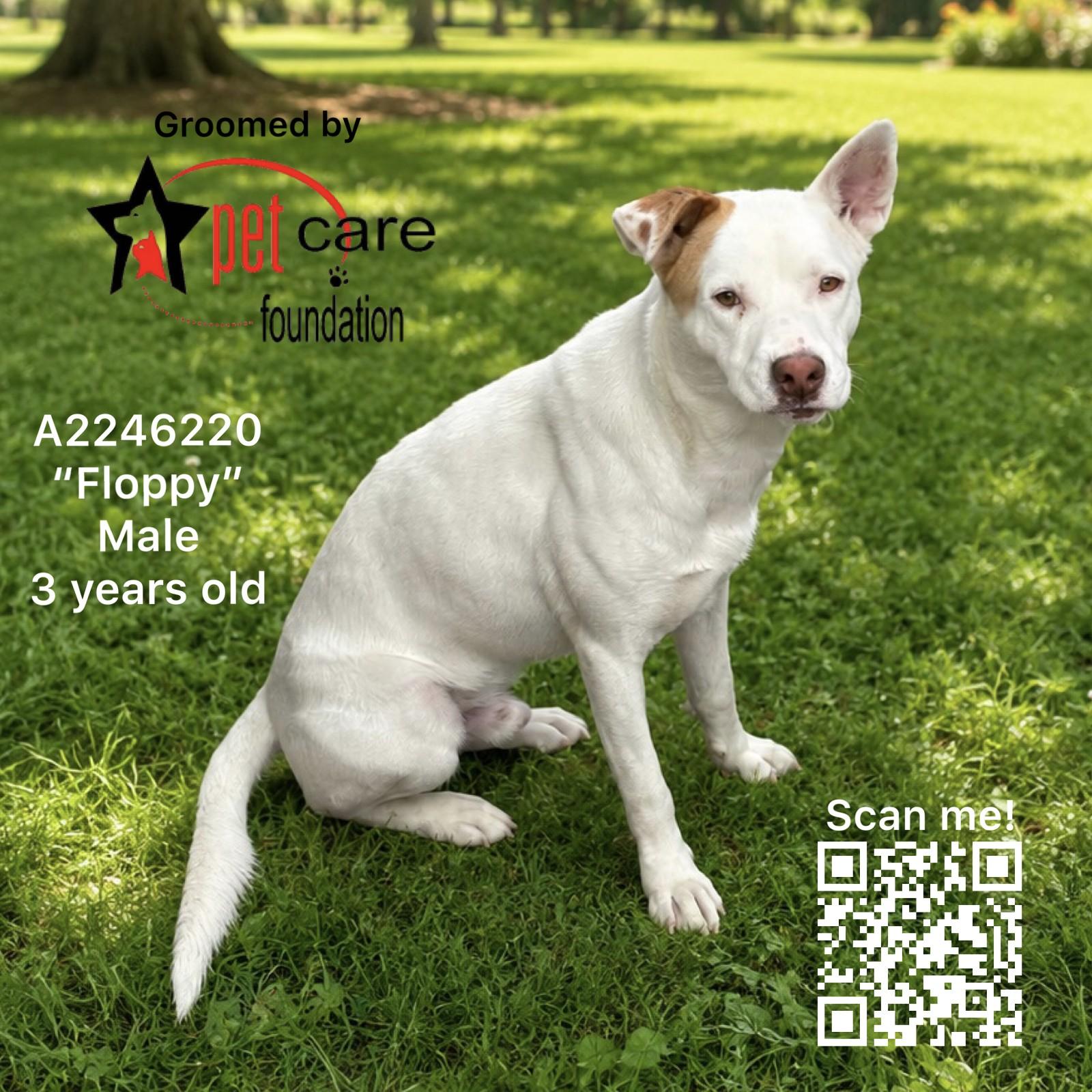 FLOPPY, Adoptable, Adult Male Mixed Breed.