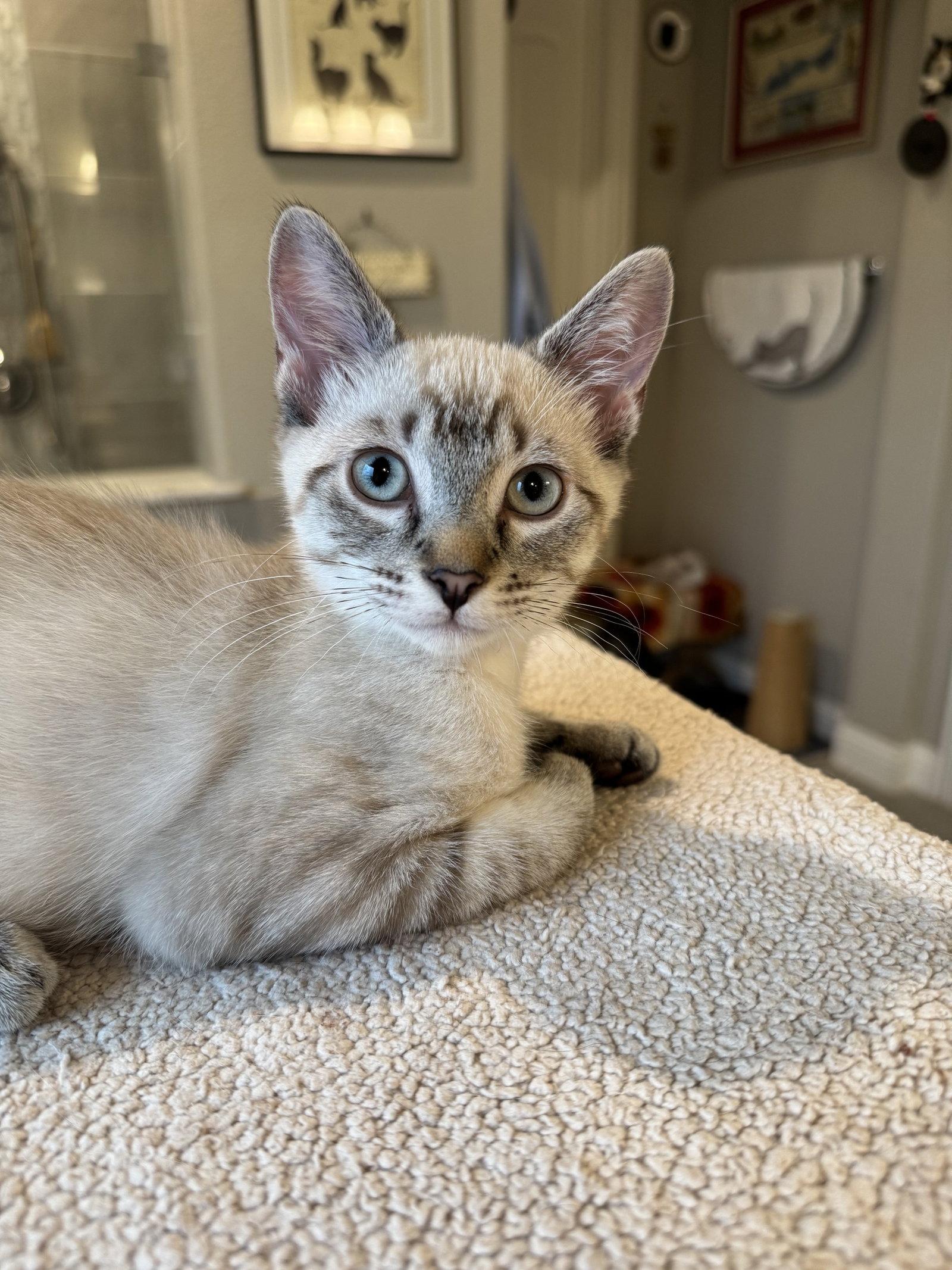Enlarge Joji, a Adoptable Domestic Short Hair in Rowlett, TX image 1/3