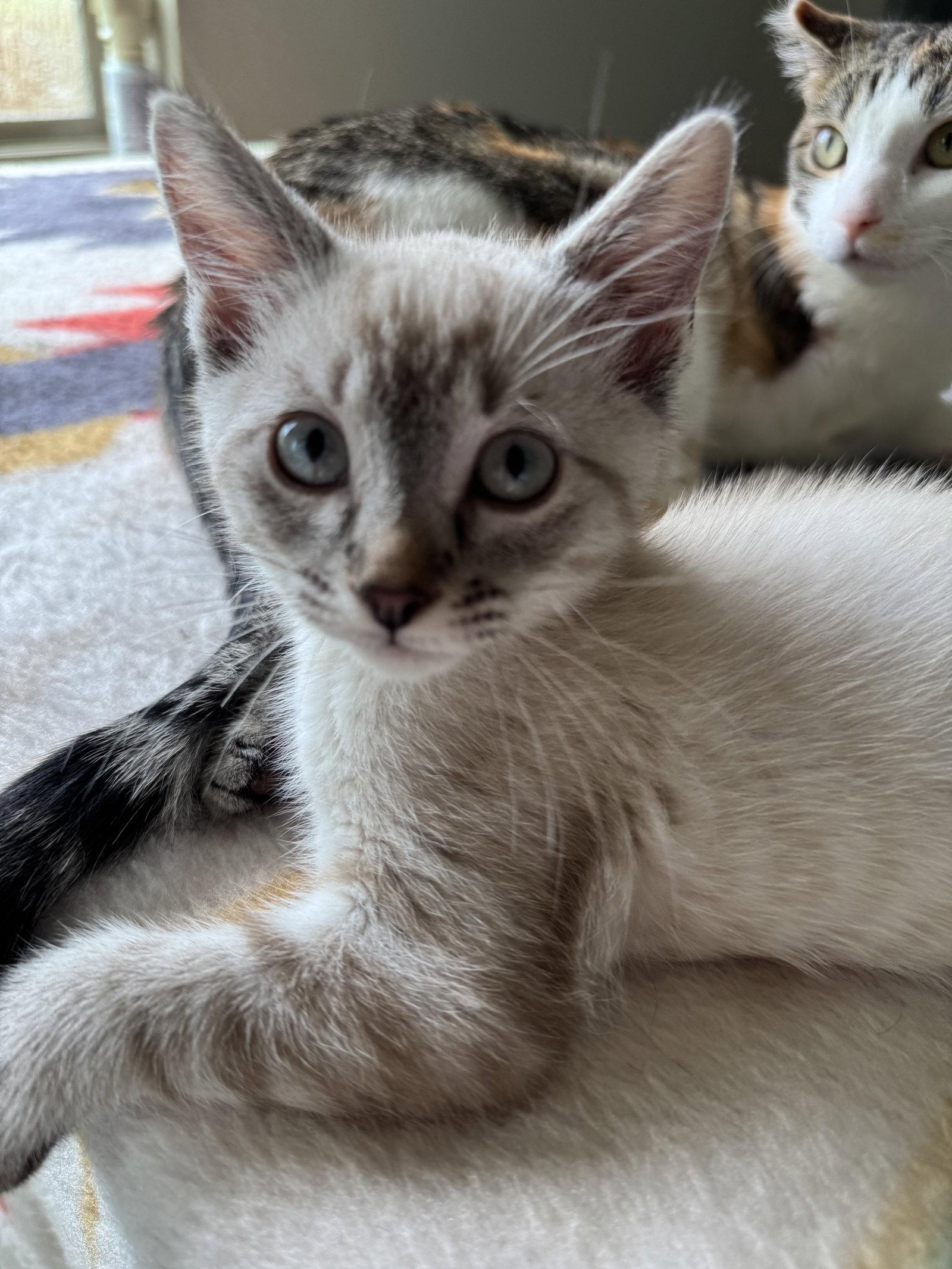 Enlarge Joji, a Adoptable Domestic Short Hair in Rowlett, TX image 2/3