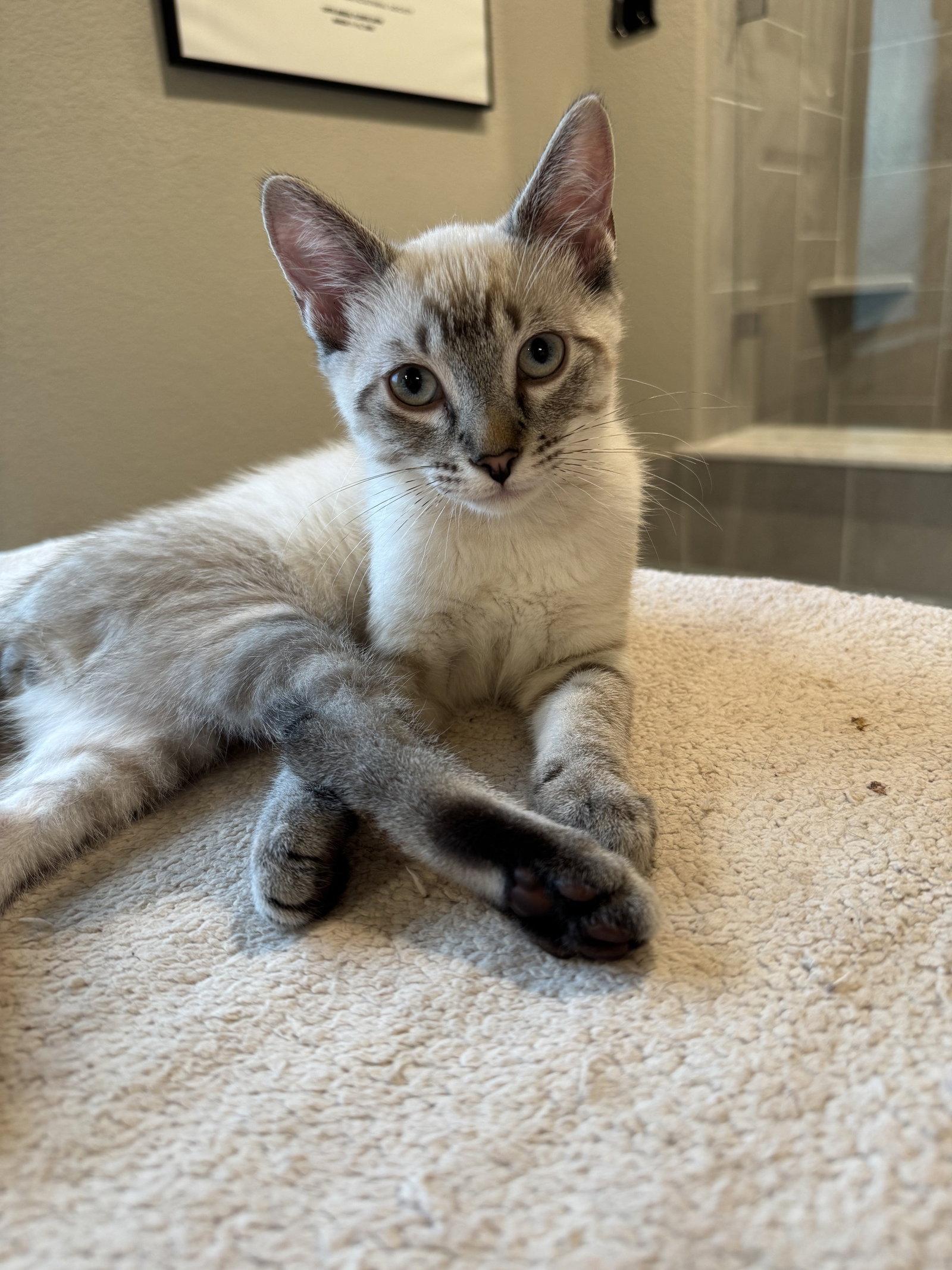 Enlarge Joji, a Adoptable Domestic Short Hair in Rowlett, TX image 3/3