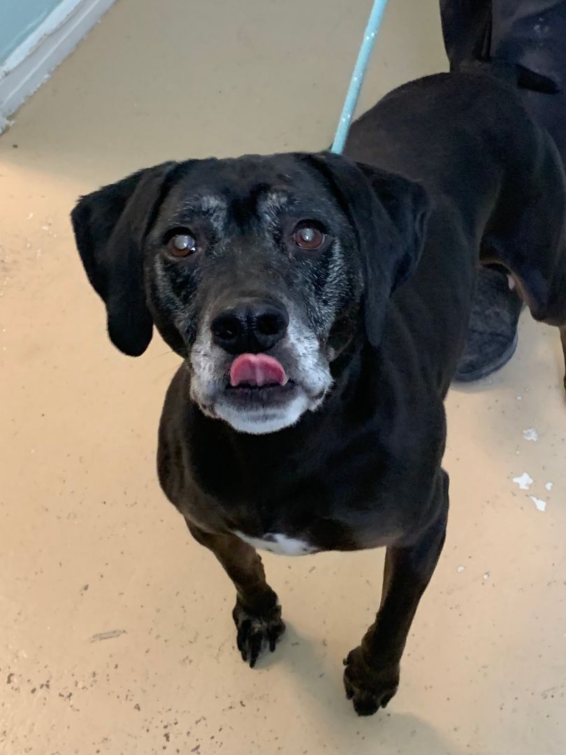 Harley, a Adoptable Labrador Retriever in Richmond, VA image 2/3