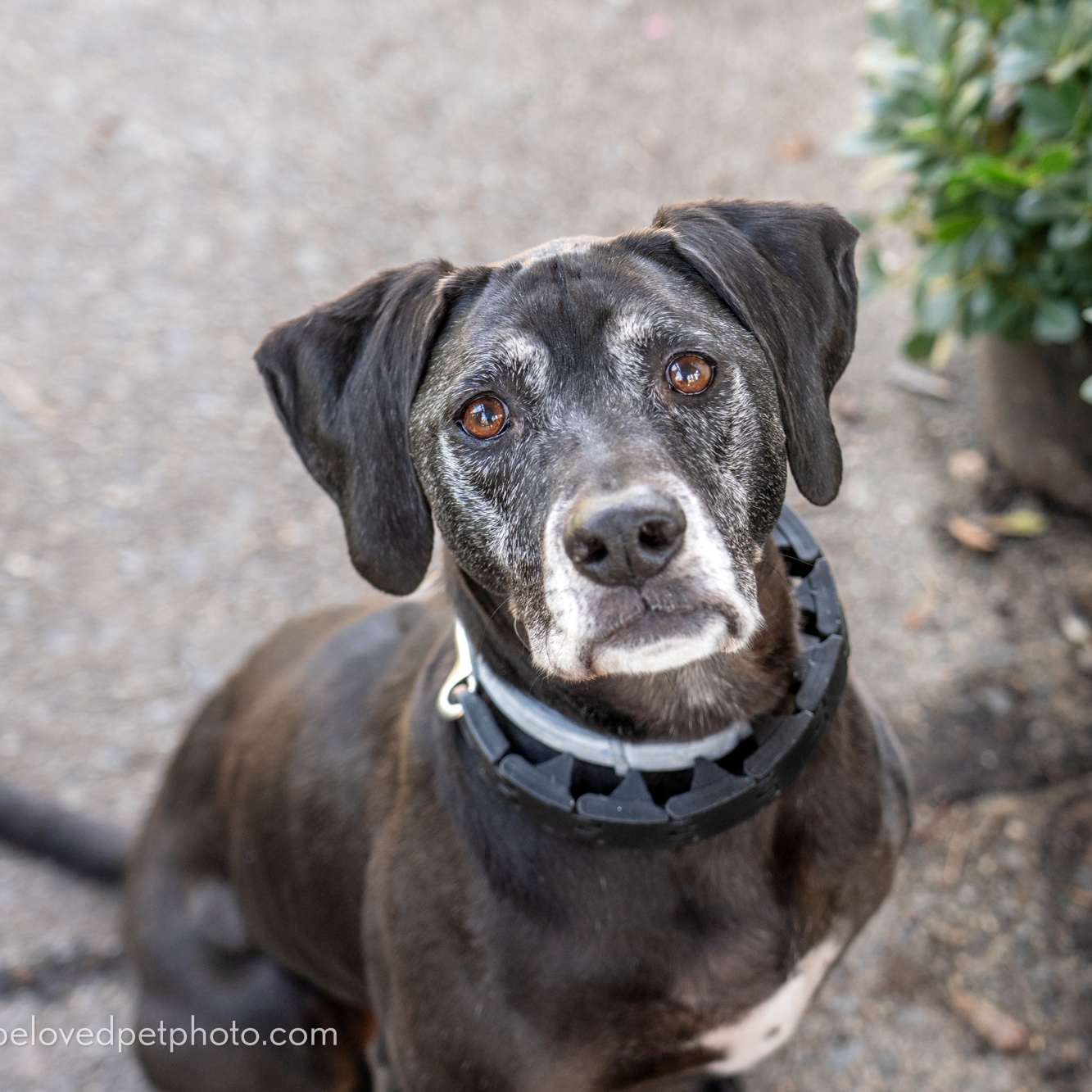 Harley, a Adoptable Labrador Retriever in Richmond, VA image 1/3