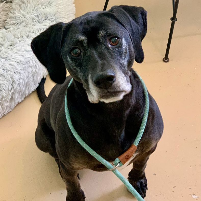 Harley, a Adoptable Labrador Retriever in Richmond, VA image 3/3