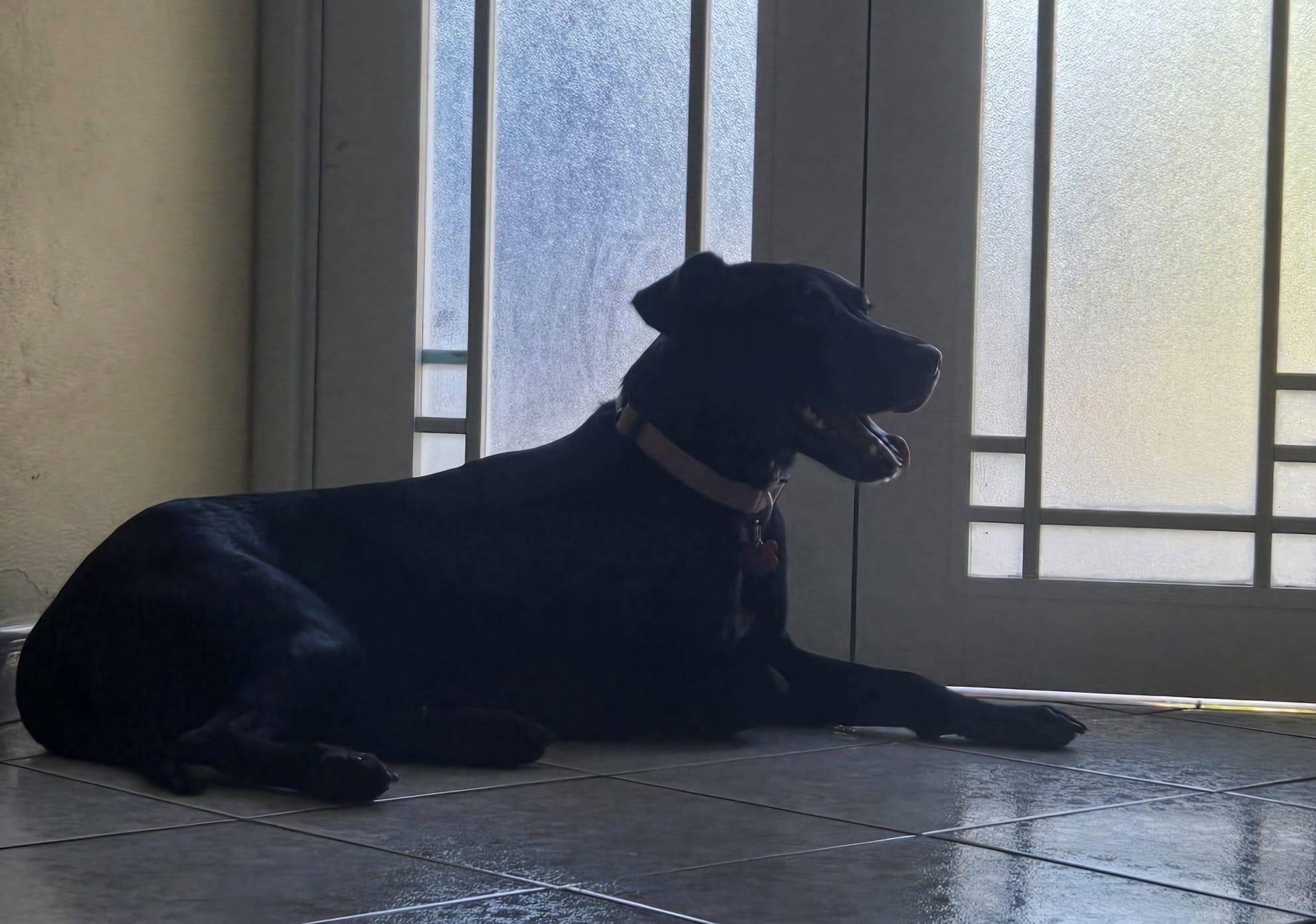 Enlarge Ambar, a ADOPTABLE mixed breed in Milwaukie, OR image 6/6