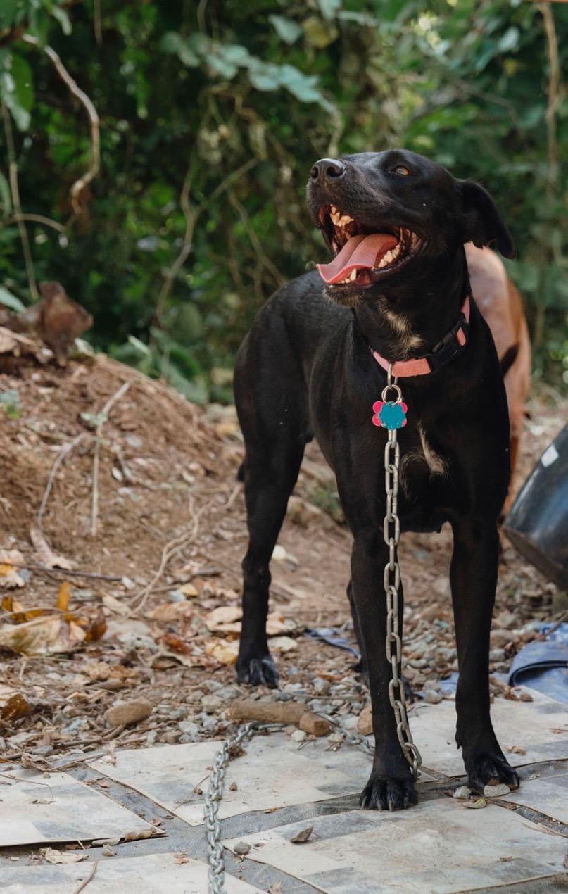 Enlarge Ambar, a ADOPTABLE mixed breed in Milwaukie, OR image 5/6