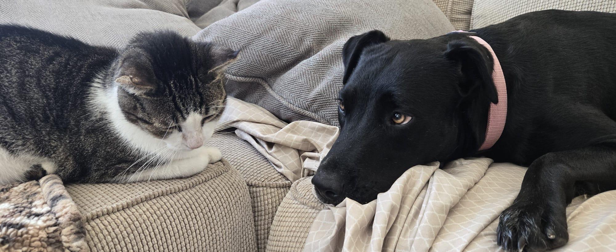 Enlarge Ambar, a ADOPTABLE mixed breed in Milwaukie, OR image 3/6