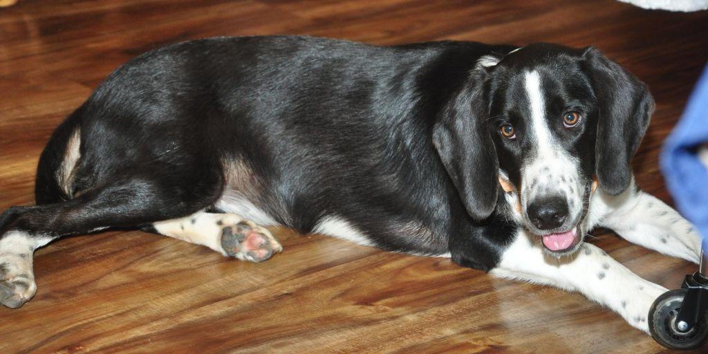 Mama Mia, Adoptable, Young Female Border Collie.