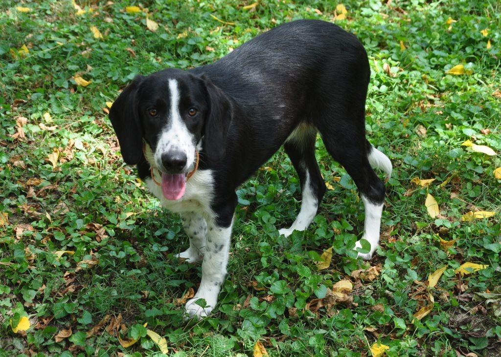 Enlarge Mama Mia, a Adoptable mixed breed in Crocker, MO image 2/5