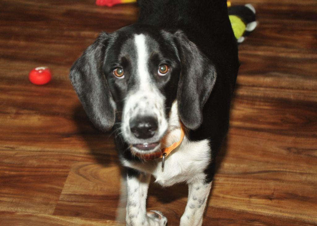 Enlarge Mama Mia, a Adoptable mixed breed in Crocker, MO image 3/5