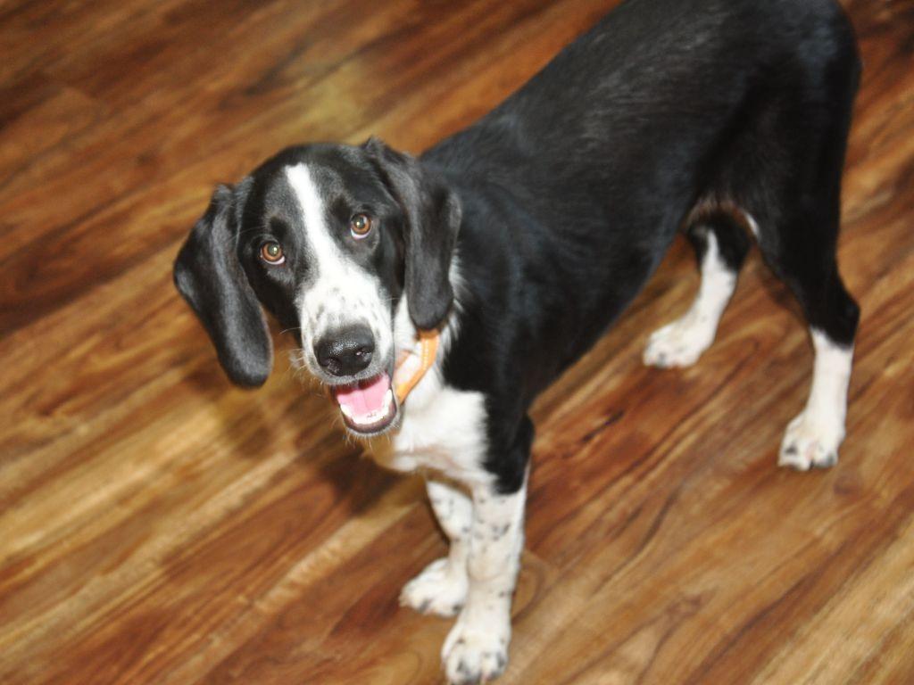 Enlarge Mama Mia, a Adoptable mixed breed in Crocker, MO image 4/5