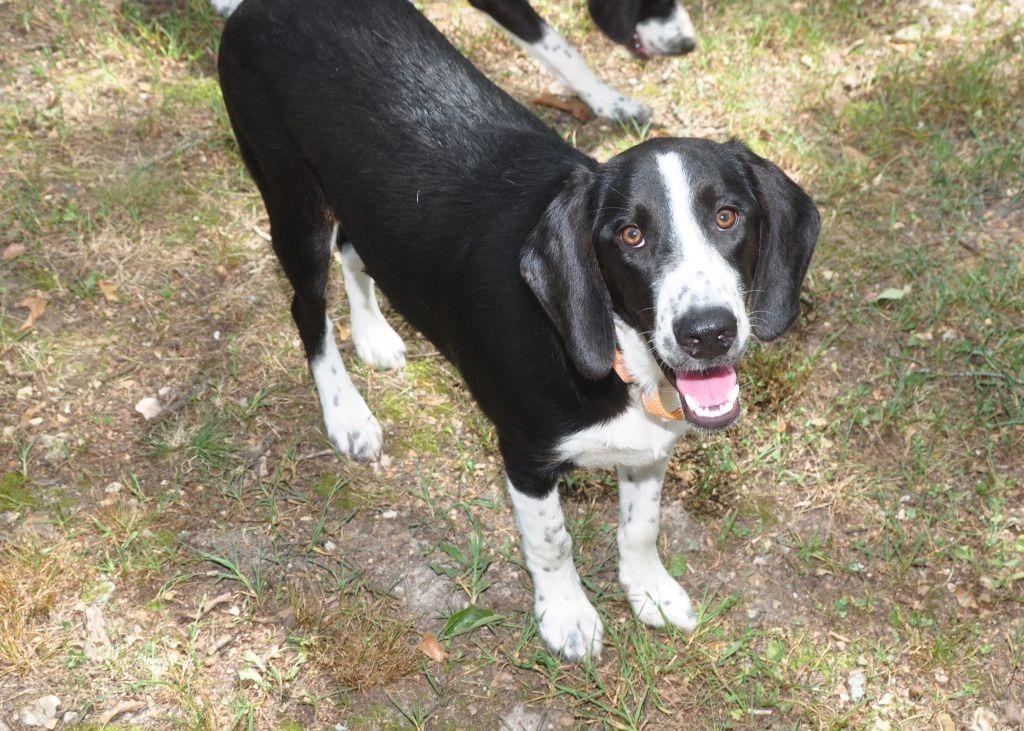 Enlarge Mama Mia, a Adoptable mixed breed in Crocker, MO image 5/5