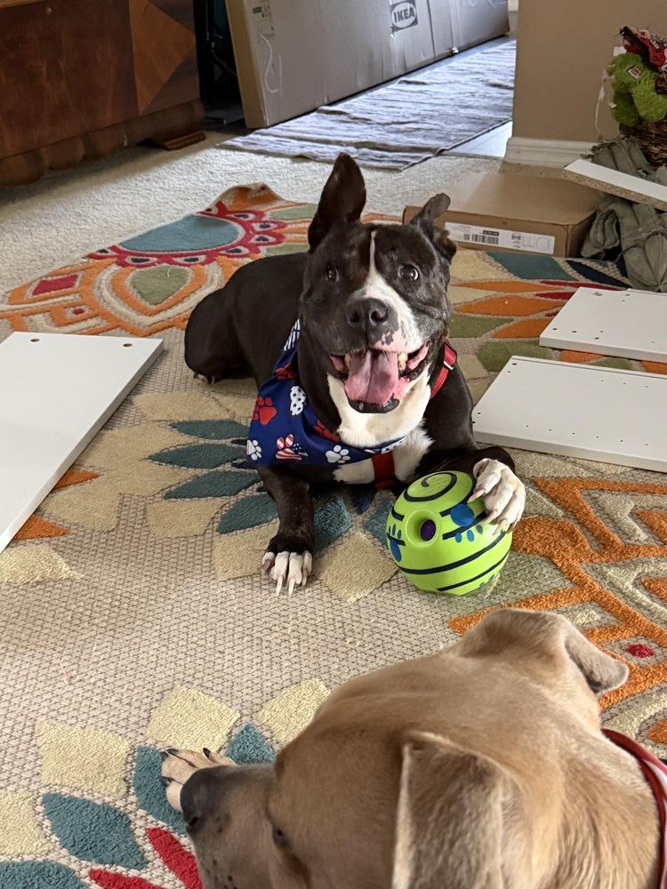 Bonnie, a Adoptable mixed breed in Melbourne Beach, FL image 2/6