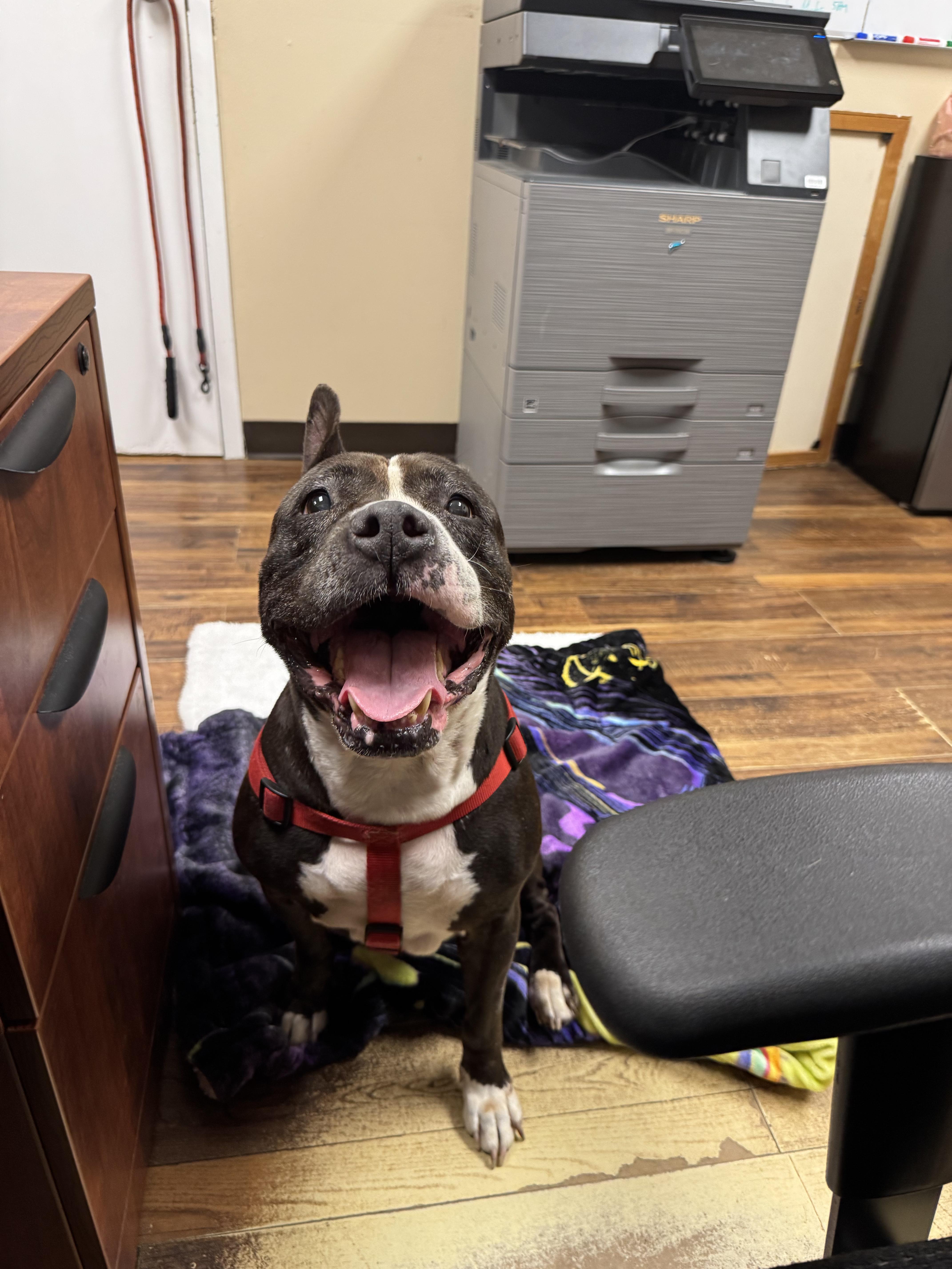 Bonnie, a Adoptable mixed breed in Melbourne Beach, FL image 3/6