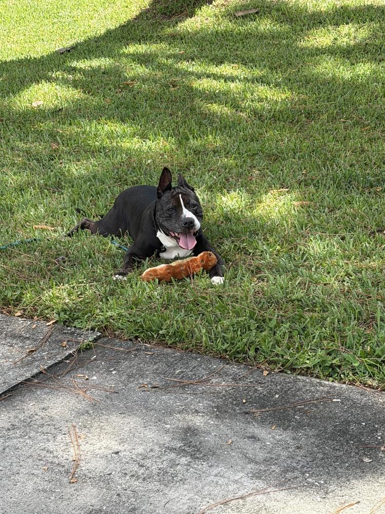 Bonnie, a Adoptable mixed breed in Melbourne Beach, FL image 4/6