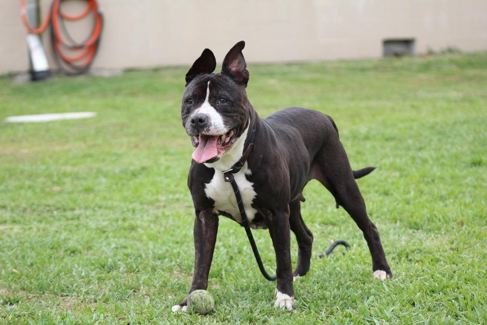 Bonnie, a Adoptable mixed breed in Melbourne Beach, FL image 5/6
