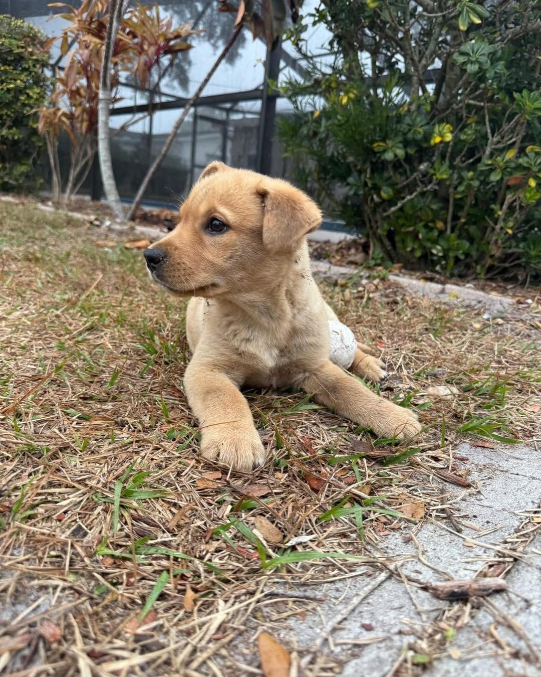 Enlarge Tonga, an adopted mixed breed in Saint Petersburg, FL image 1/1